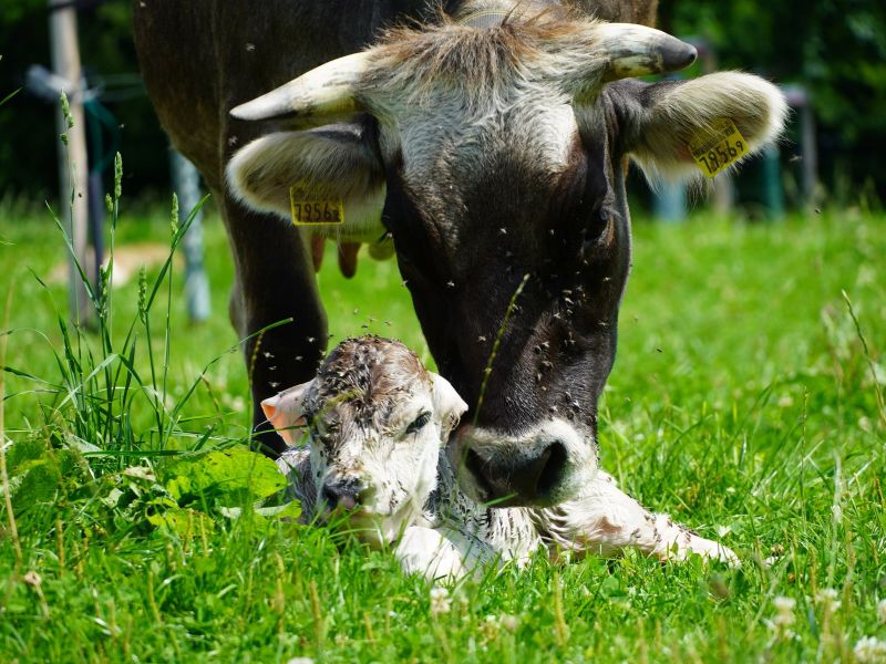 Archehof und Baumhaus Hildisrieden